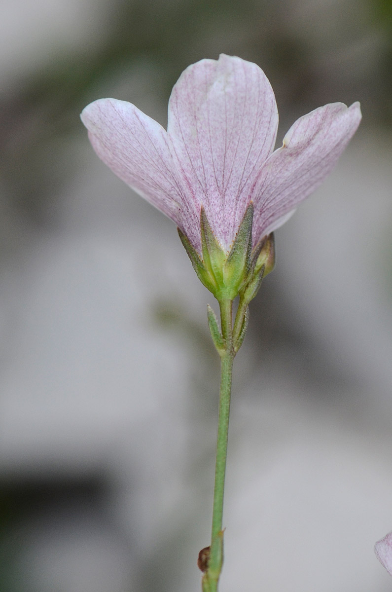 Linum tenuifolium / Lino a foglie strette